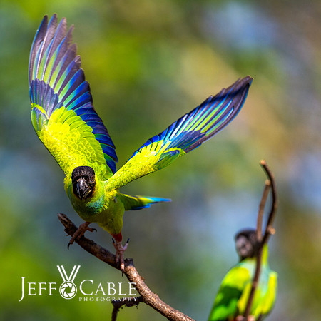 Edit-Pantanal-Brazil-Photo-Tour-0896