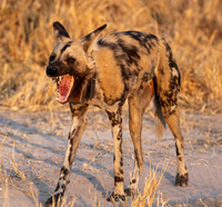 Edit-Botswana-2021-1106