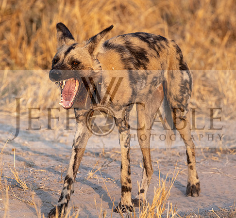 Edit-Botswana-2021-1106