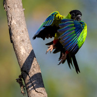 Edit-Pantanal-Brazil-Photo-Tour-0856