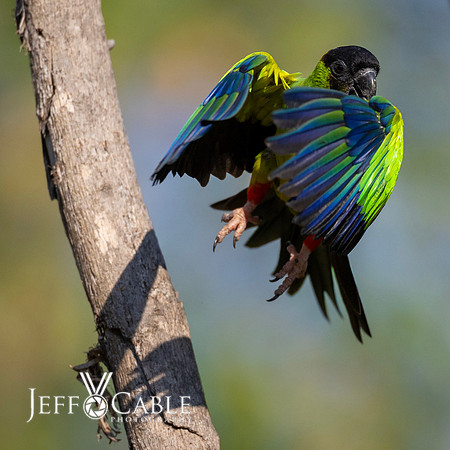 Edit-Pantanal-Brazil-Photo-Tour-0856