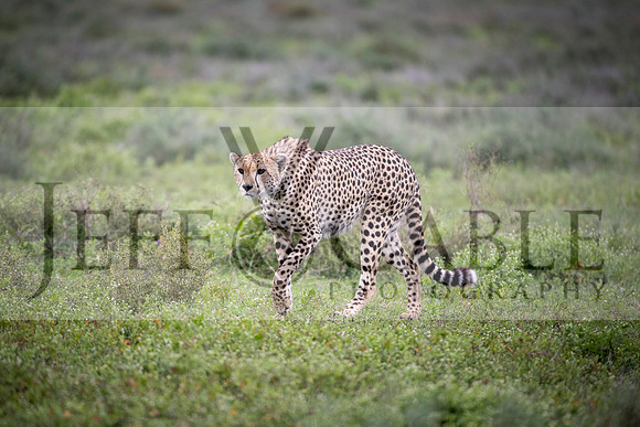 Edit-Tanzania-Safari3-2856