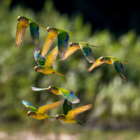 Edit-Pantanal-Brazil-Photo-Tour-2951-LG-high fidelity v3-4x