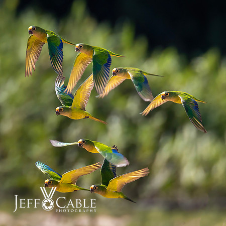 Edit-Pantanal-Brazil-Photo-Tour-2951-LG-high fidelity v3-4x