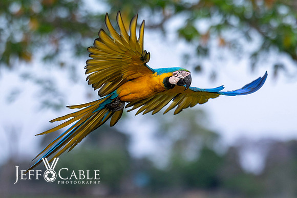 Edit-Pantanal-Brazil-Photo-Tour-0730