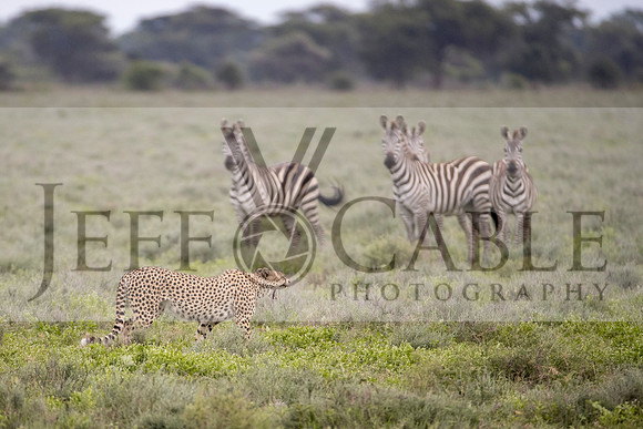 Edit-Tanzania-Safari3-2913