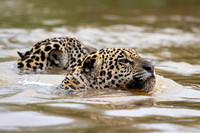 Edit-Pantanal-Brazil-Photo-Tour-2724