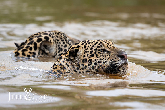 Edit-Pantanal-Brazil-Photo-Tour-2724