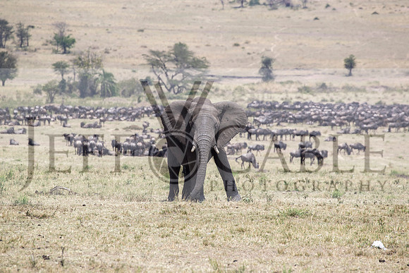 Edit-Tanzania-Migration-Tour-01954