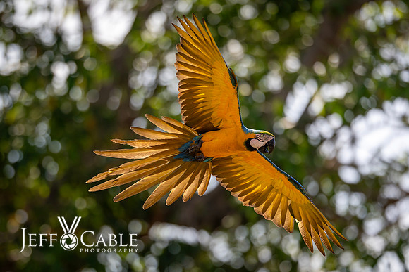 Edit-Pantanal-Brazil-Photo-Tour-0571