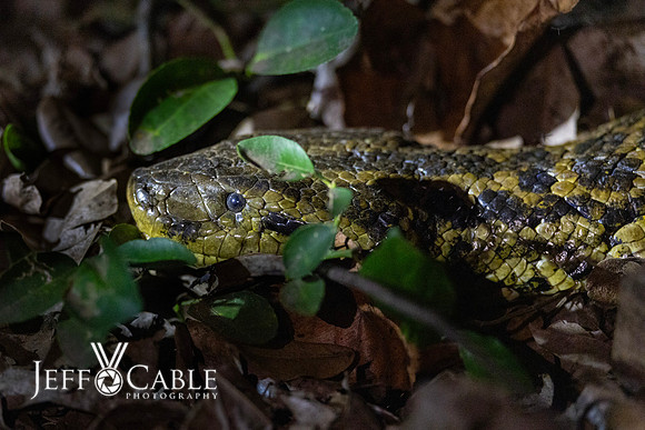 Edit-Pantanal-Brazil-Photo-Tour-0660