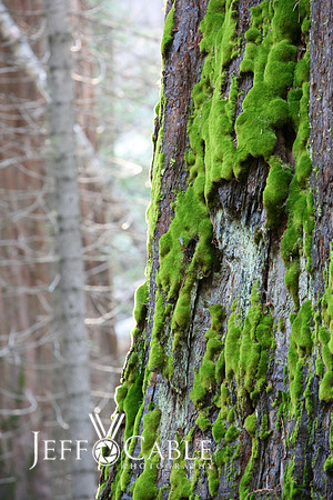 Nature Photography