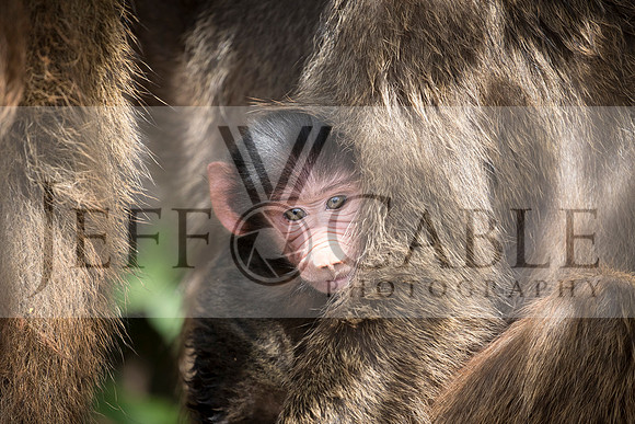 Edit-Tanzania-Safari3-1623