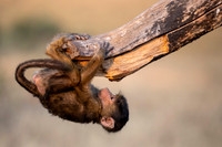 Edit-Tanzania-Migration-Tour-00946