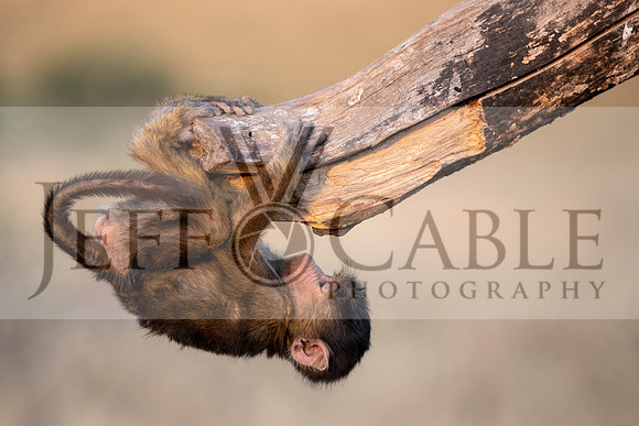 Edit-Tanzania-Migration-Tour-00946