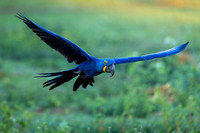 Edit-Pantanal-Brazil-Photo-Tour-0293