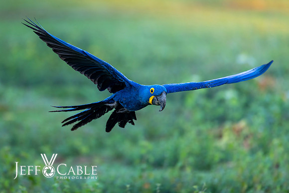 Edit-Pantanal-Brazil-Photo-Tour-0293