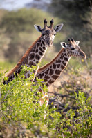 Edit-Tanzania-Migration-Tour-00835