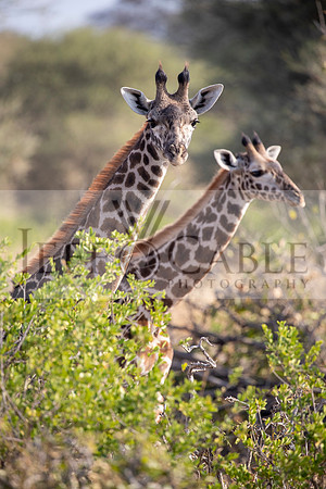 Edit-Tanzania-Migration-Tour-00835