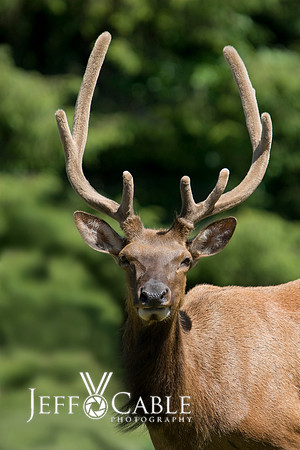 Nature Photography