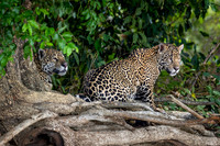 Edit-Pantanal-Brazil-Photo-Tour-1810