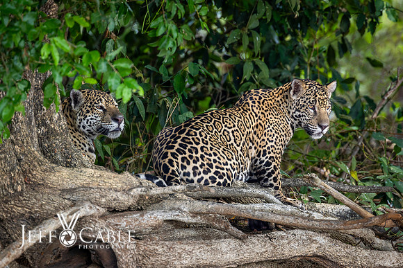 Edit-Pantanal-Brazil-Photo-Tour-1810