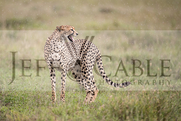 Edit-Tanzania-Safari3-3258