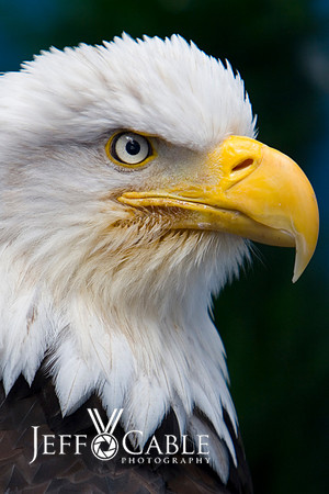 Nature Photography