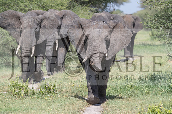Edit-Tanzania-Safari4-0294