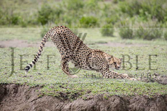 Edit-Tanzania-Safari3-2677