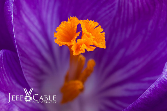 Nature Photography