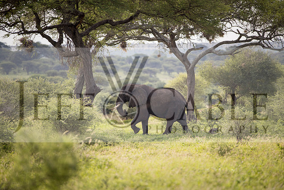 Edit-Tanzania-Safari3-1476