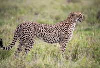 Edit-Cheetah-Cry