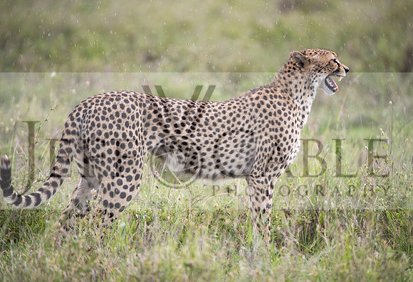 Edit-Cheetah-Cry