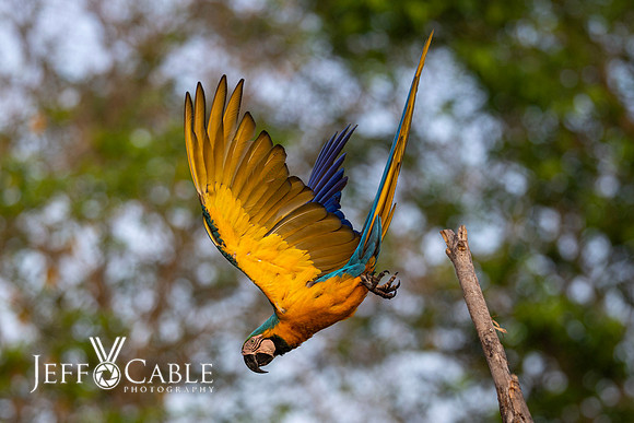 Edit-Pantanal-Brazil-Photo-Tour-0706