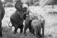 Edit-Elephant-Ride-BW