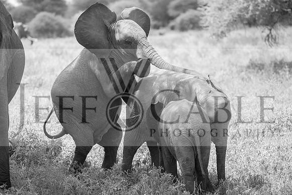 Edit-Elephant-Ride-BW