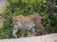 Edit-Tanzania-Migration-Tour-01475-crop
