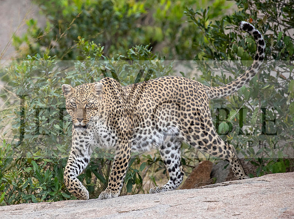 Edit-Tanzania-Migration-Tour-01475-crop