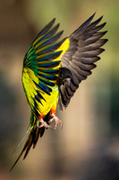 Edit-Pantanal-Brazil-Photo-Tour-0366-crop