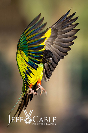 Edit-Pantanal-Brazil-Photo-Tour-0366-crop