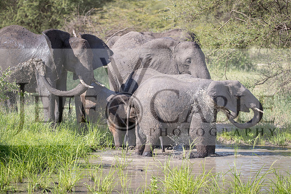 Edit-Tanzania-Safari4-0557