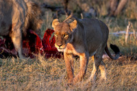 Edit-Botswana-2021-0617