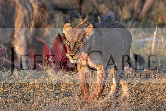 Edit-Botswana-2021-0617