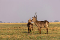 Edit-Botswana-2021-2365