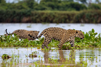 Edit-Pantanal-Brazil-Photo-Tour-2529