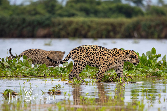 Edit-Pantanal-Brazil-Photo-Tour-2529
