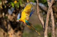 Edit-Pantanal-Brazil-Photo-Tour-0364