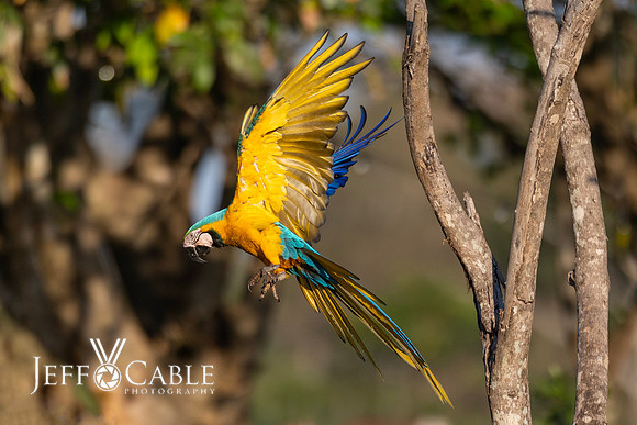 Edit-Pantanal-Brazil-Photo-Tour-0364