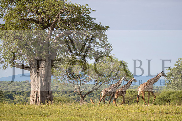 Edit-Tanzania-Safari3-0726